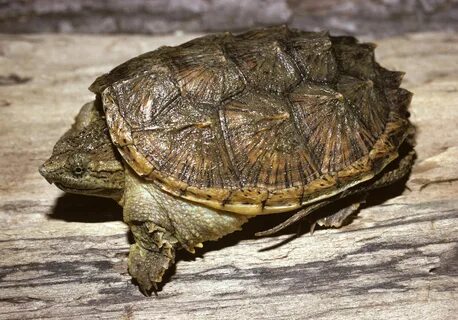 turtle shell - Google Search Snapping turtle, Common snappin