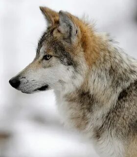 LONG AWAITED CRITICALLY ENDANGERED MEXICAN GRAY WOLF COUNT O