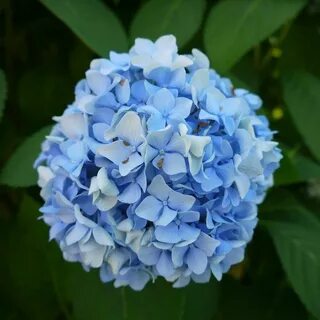 Light Blue Flowers Light blue flowers, Blue flowers, Flowers