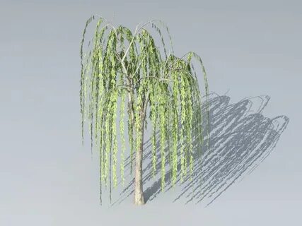 Small Willow Tree 3d model Cinema 4D,Autodesk FBX files free