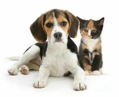 Beagle And Calico Cat by Mark Taylor Beagle puppy, Cute anim