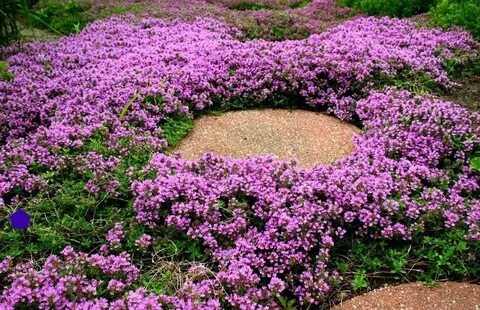 Creeping Thyme Bulk Pack Ground Cover 4000 Seeds Fragrant Et