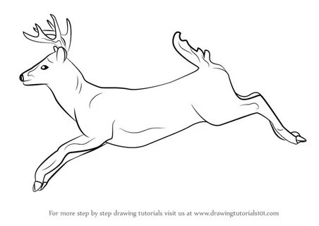 Learn How to Draw a White-tailed Deer (Wild Animals) Step by