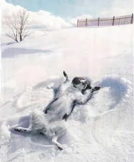 seriously? LOVE IT!!! Beagle pictures, Winter fun, Welcome w