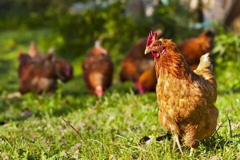 Existe jerarquía entre las gallinas? - Mis Animales