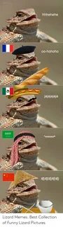🐣 25+ Best Memes About Funny Lizard Funny Lizard Memes