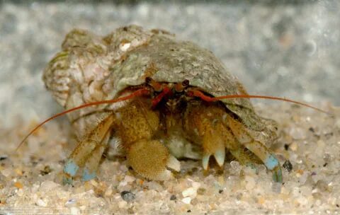 Hermit Crab, Pagurus samuelis