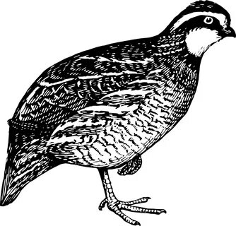 Quail Clipart - Фото база