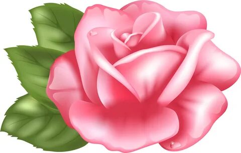 Top 78 Pink Rose Clipart - Pink Rose Clip Art - (6000x3868) 