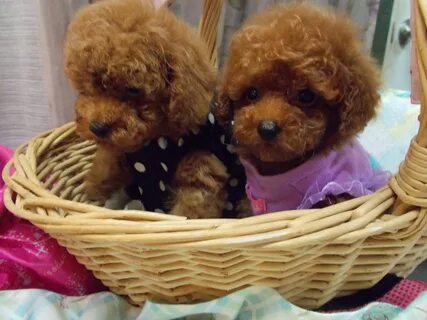 Red babies available soon. Toy poodle puppies, Toy poodle, P