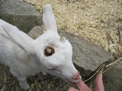 Goat care Goat Love