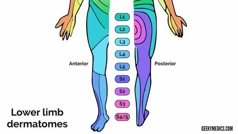 L4 Dermatome Map