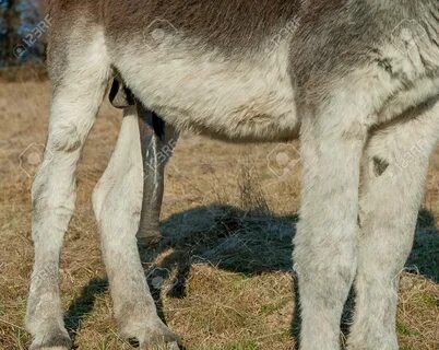 Size Penis Donkey Stock Photo, Picture And Royalty Free Imag