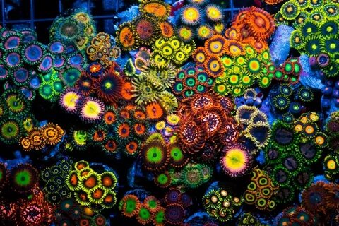 Gallery of zoanthid identification 35 different types closeu