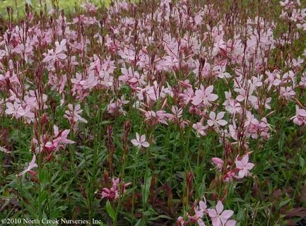 Gaura 'Siskiyou Pink' Wandflower Gaura, Pink perennials, Gau