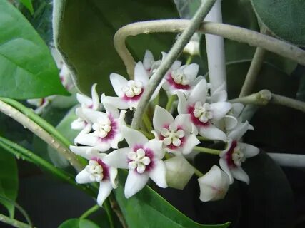 Swedish Hoya Society