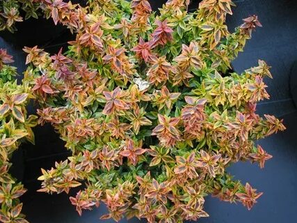 Abelia 'kaleidoscope' Plants, Garden deco, Abelia kaleidosco