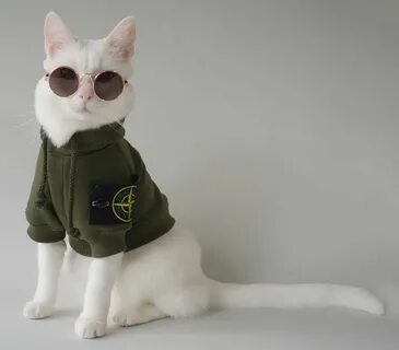 Zappa The Cat 🎏 on Instagram Cat fashion, Cute cats, Cats