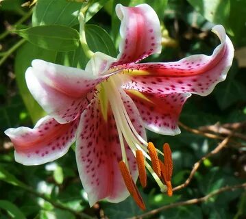 Stargazer Lily Wallpaper (46+ pictures)