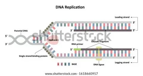 Поиск "DNA structure" - zakazposterov.ru