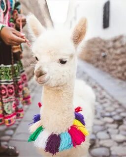 Cusco. Llama pictures, Cute animals, Baby animals