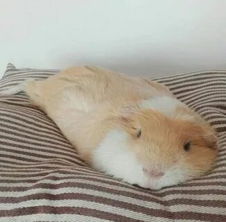 Pin on fat guinea pig