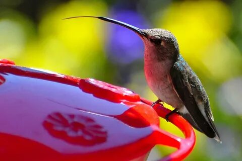 Hummingbird Feeder-Noelsgift