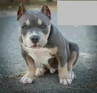 Tri colored bully! Bully breeds dogs, Puppies, Pitbull terri