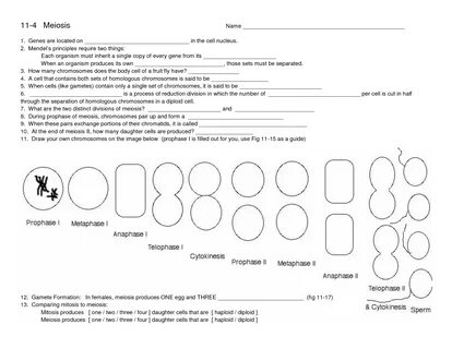 Meiosis Worksheet Answer Key : Cell division review sheet an