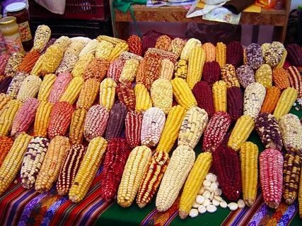 Variedades de Maiz (Choclo) Cusqueño Rainbow corn, Mexican f