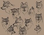 Image result for wolf faces Wolf sketch, Animal drawings, An