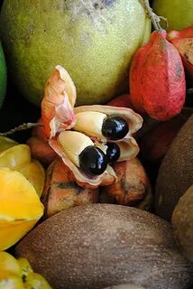 Ackee. The life and death key is... is it ripe? New articl. 