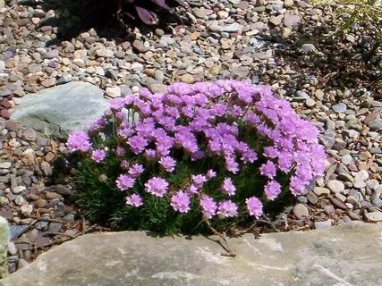 Армерия (Armeria)- удивительный цветок, похожий на гвоздику 