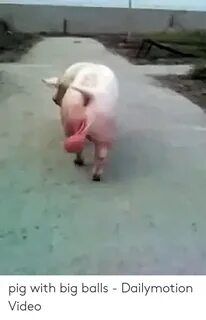 Pig With Big Balls - Dailymotion Video Video Meme on awwmeme
