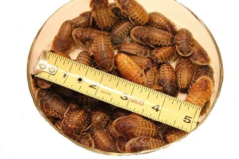 25 Extra Large Dubia Roaches to Feed Your Reptile about 1 1/