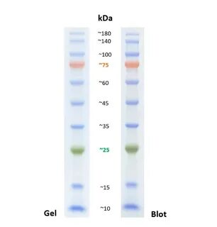 New Products: Protein Ladders Proteintech Group