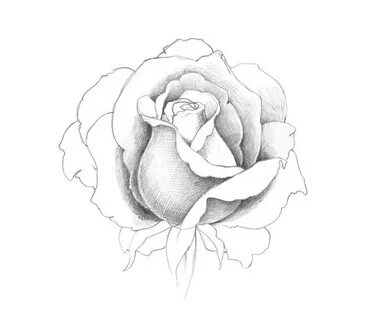 Rose Bush Drawing Reference - Goimages Net