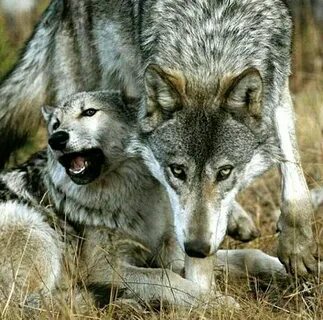 Wolves family Perro lobo, Animales extraordinarios, Love my 