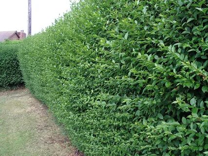 10 Green Privet Hedging Ligustrum Plants Hedge 3-4ft Tall,Qu