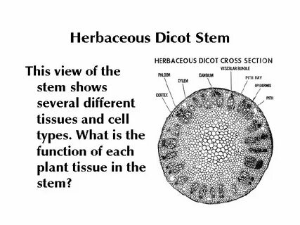Plant Root Cross Section 10 Images - Biology Eleven Looking 