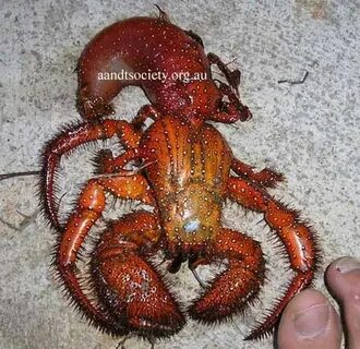 Hermit Crab Without Shell : Photos Show Hermit Crabs Using B