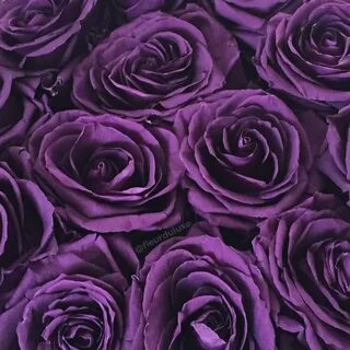 Картинки цветов на фиолетовом фоне (203 фото) " ФОНОВАЯ ГАЛЕ