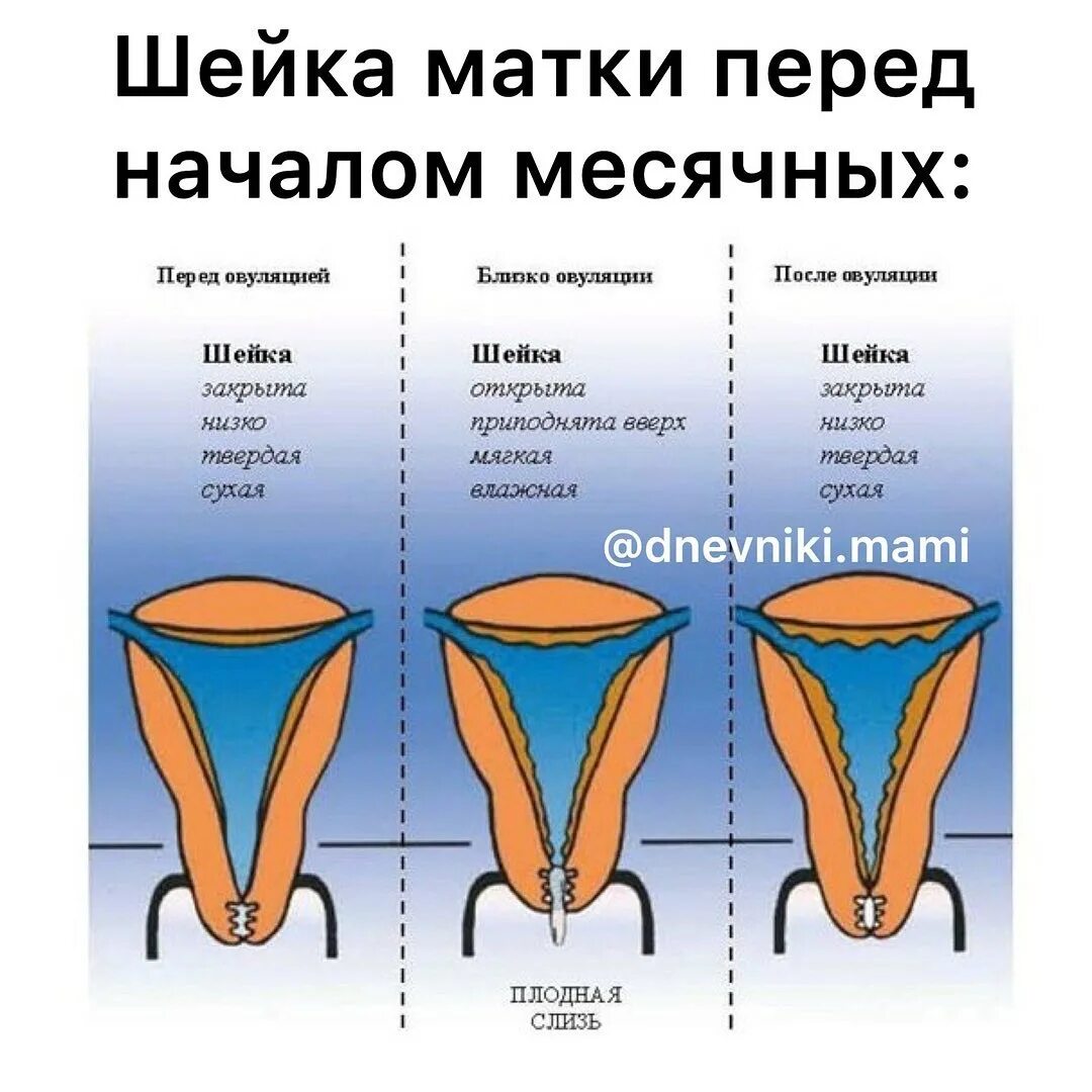 сперма для шейки матки перед родами фото 61
