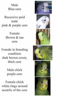 bird budgie parakeet gender Click to view original Pet Birds