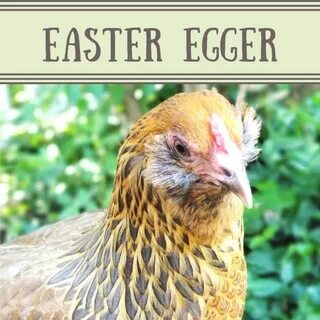 Easter Egger Chicken / Meet Marigold and Betty, my Easter Eg