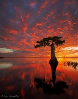 Sunrise over Blue Cypress Lake by Paul Marcellini, via 500px