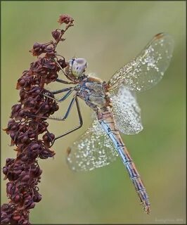 dragonfly Dragonfly, Dragonfly tattoo, Dragonfly art