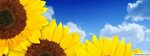 Pure Yellow Sunflowers Facebook Timeline Cover Facebook Cove