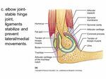 Chapter 9: Joints Anatomy ppt video online download