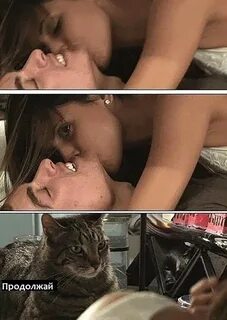 https://memes.mobi/cat+having+sex+meme